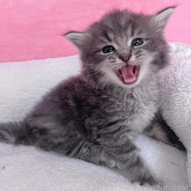 販売中の千葉県のサイベリアン-137939の6枚目