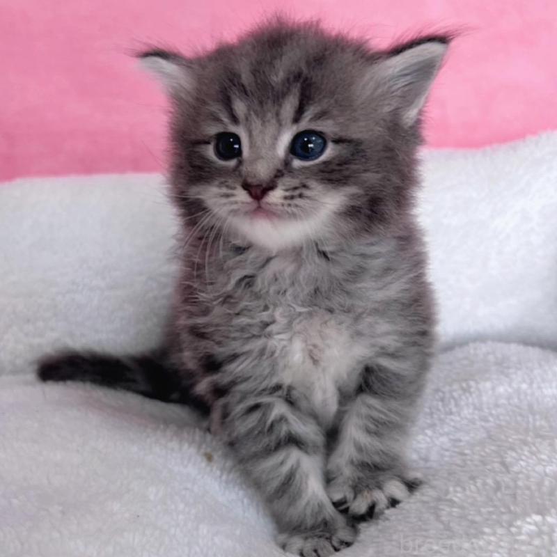 販売中の千葉県のサイベリアン-137939の5枚目