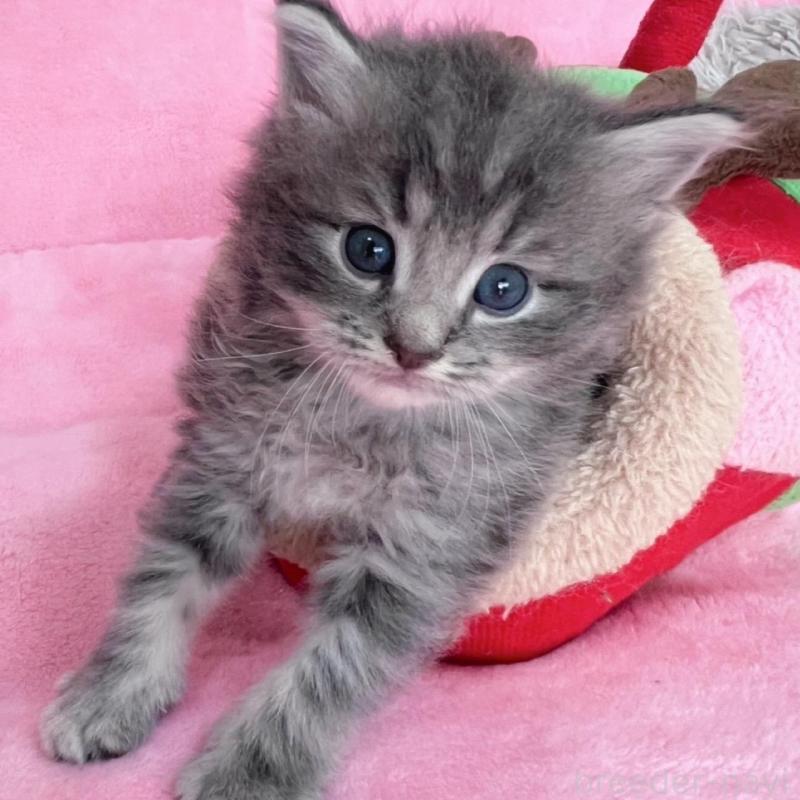 販売中の千葉県のサイベリアン-137939