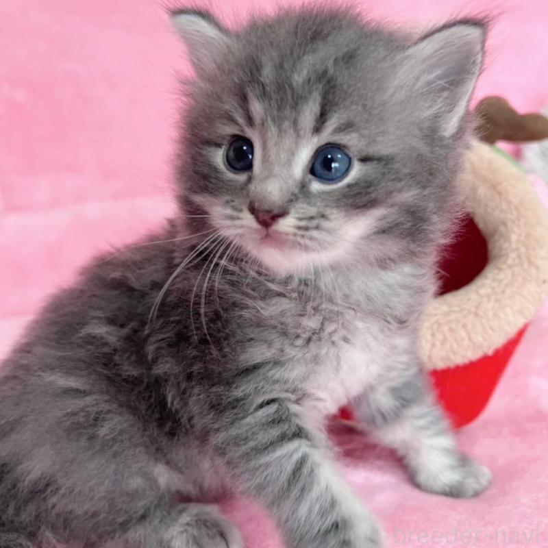 販売中の千葉県のサイベリアン-137939の4枚目