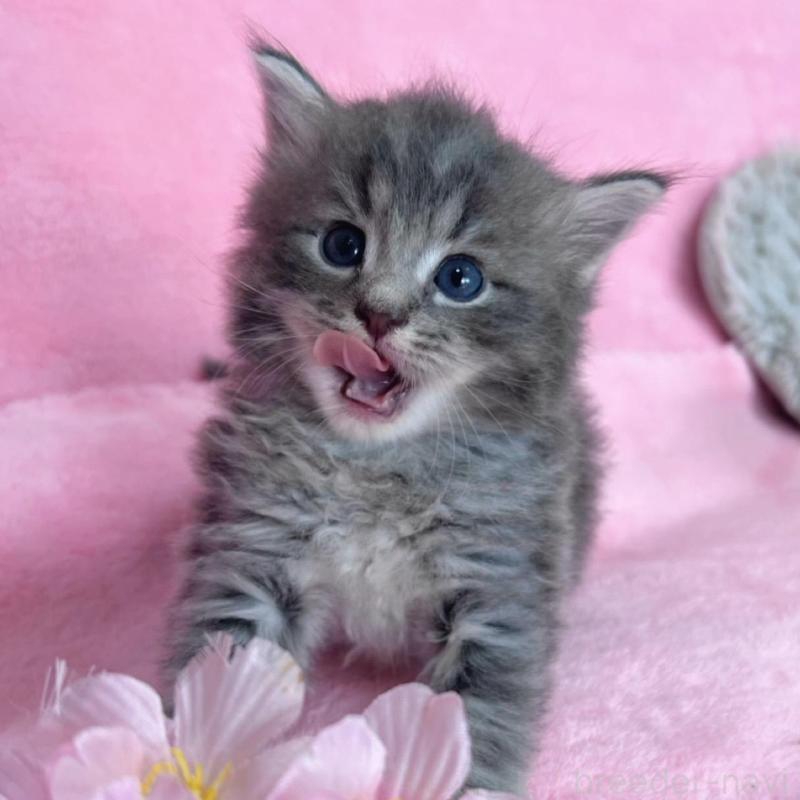 販売中の千葉県のサイベリアン-137939の3枚目