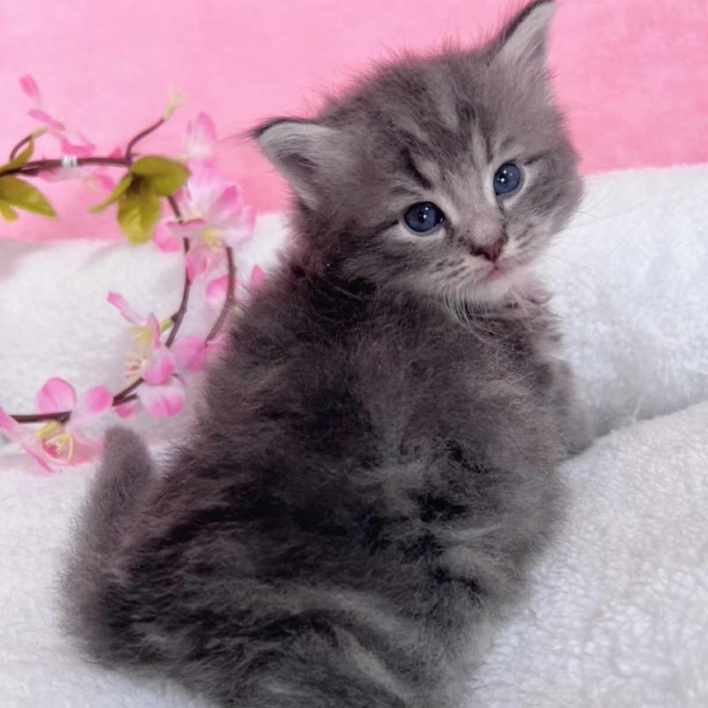 販売中の千葉県のサイベリアン-137939の2枚目