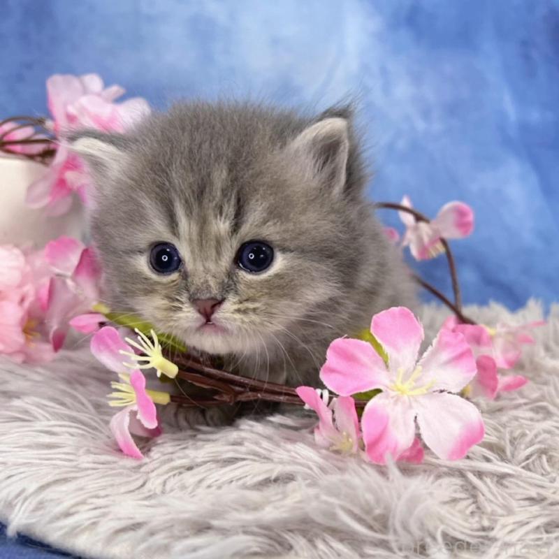 販売中の千葉県のミヌエット-137940の9枚目