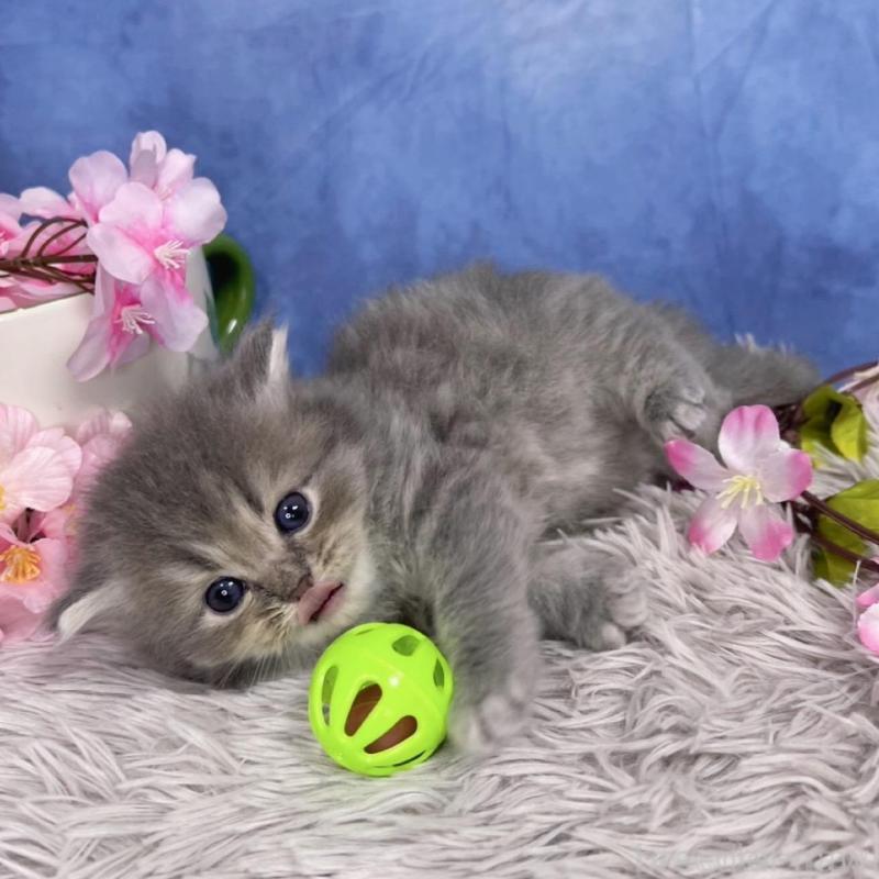 販売中の千葉県のミヌエット-137940の7枚目