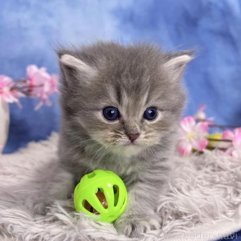 販売中の千葉県のミヌエット-137940の6枚目