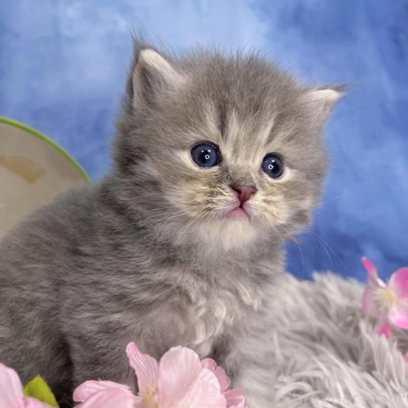 販売中の千葉県のミヌエット-137940の5枚目