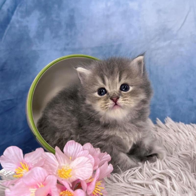 販売中の千葉県のミヌエット-137940の4枚目