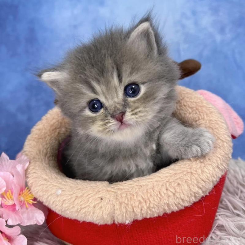 販売中の千葉県のミヌエット-137940の3枚目