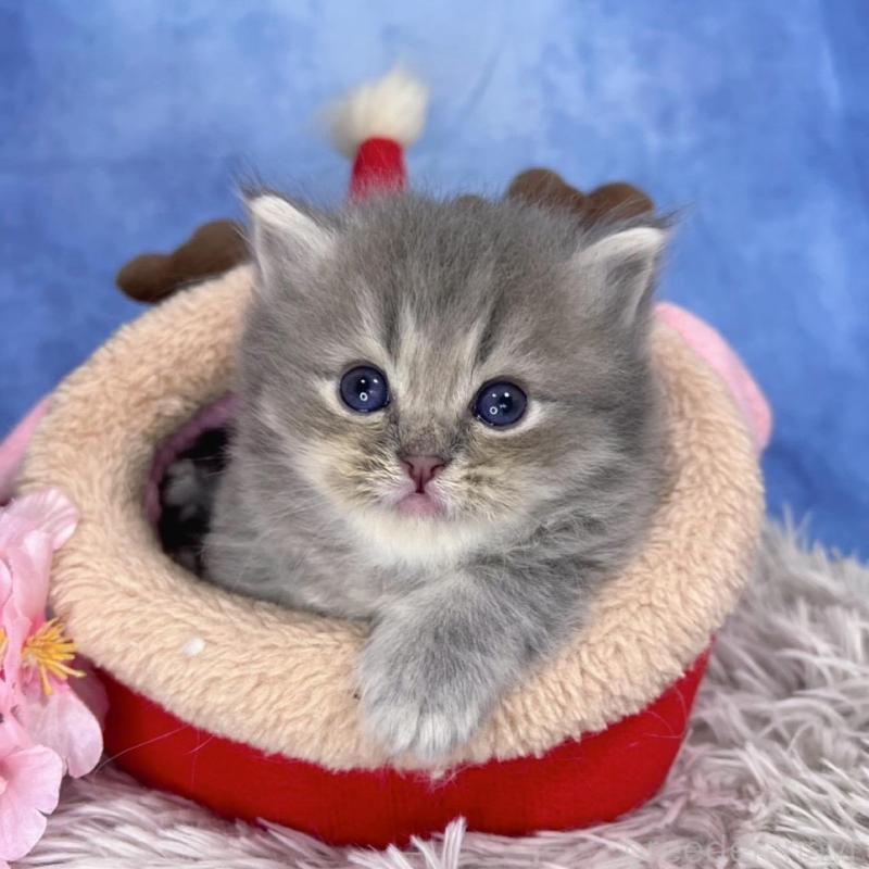 販売中の千葉県のミヌエット-137940の2枚目