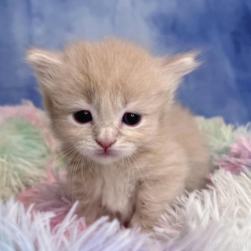 販売中の千葉県のミヌエット(短足)-137941の7枚目