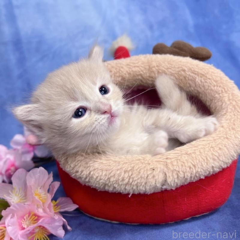 販売中の千葉県のミヌエット(短足)-137941の5枚目