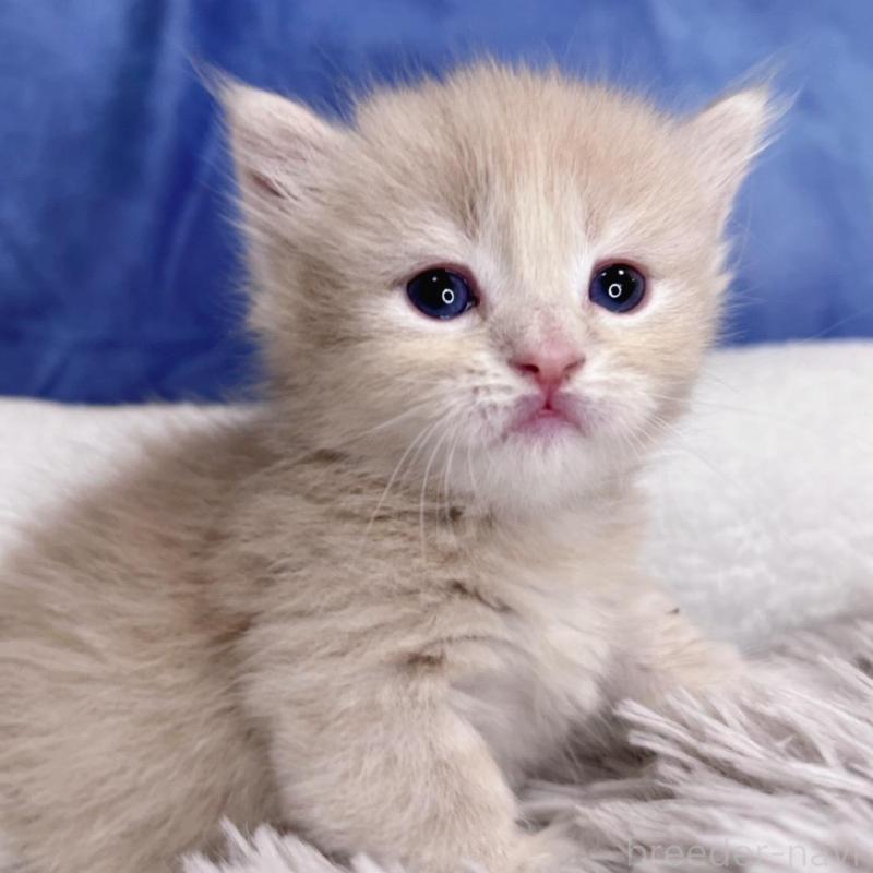 販売中の千葉県のミヌエット(短足)-137941