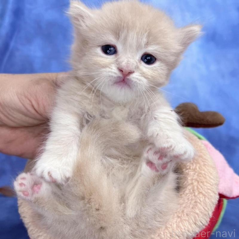 販売中の千葉県のミヌエット(短足)-137941の4枚目