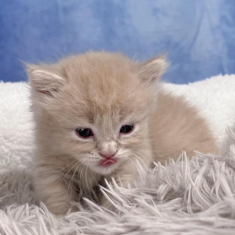 販売中の千葉県のミヌエット(短足)-137941の3枚目