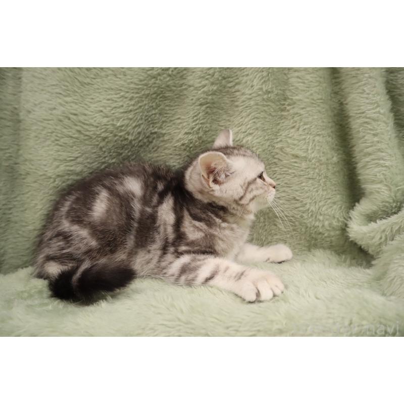 販売中の東京都のマンチカン-137942の5枚目