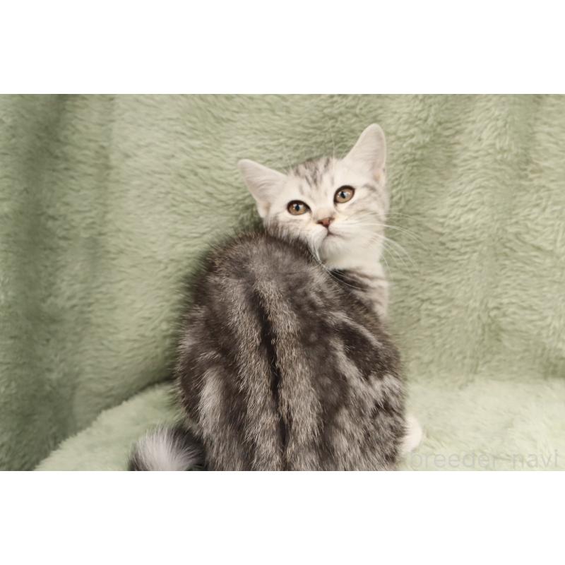 販売中の東京都のマンチカン-137942の4枚目