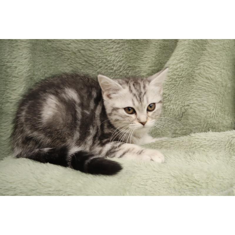 販売中の東京都のマンチカン-137942の3枚目