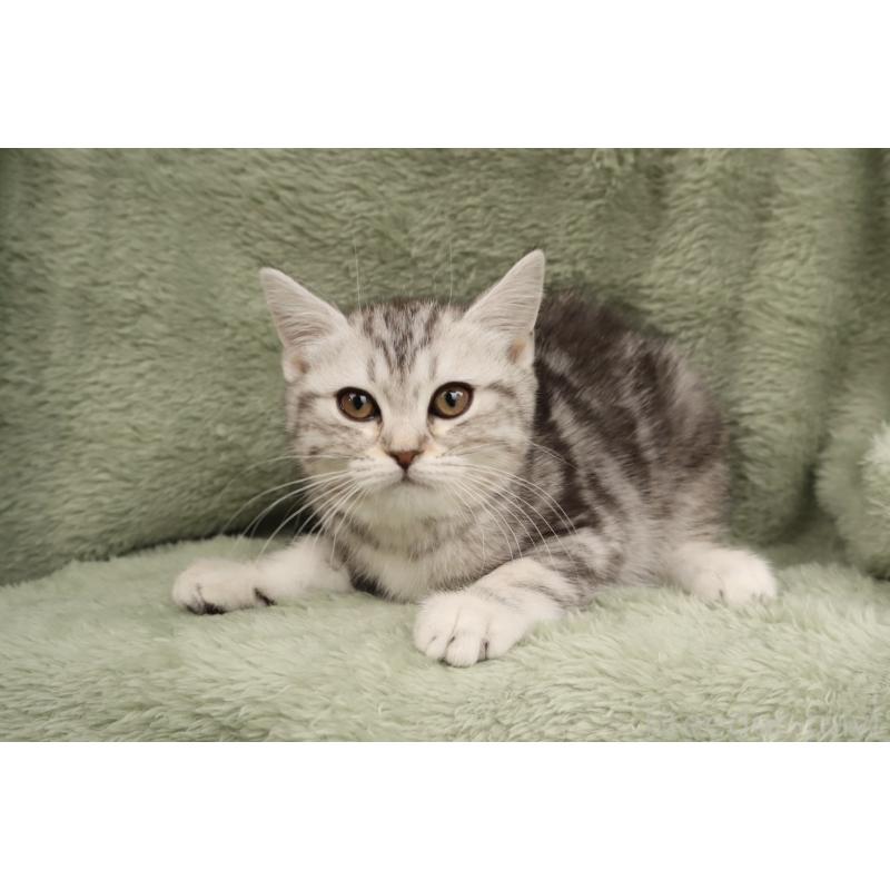 販売中の東京都のマンチカン-137942の2枚目