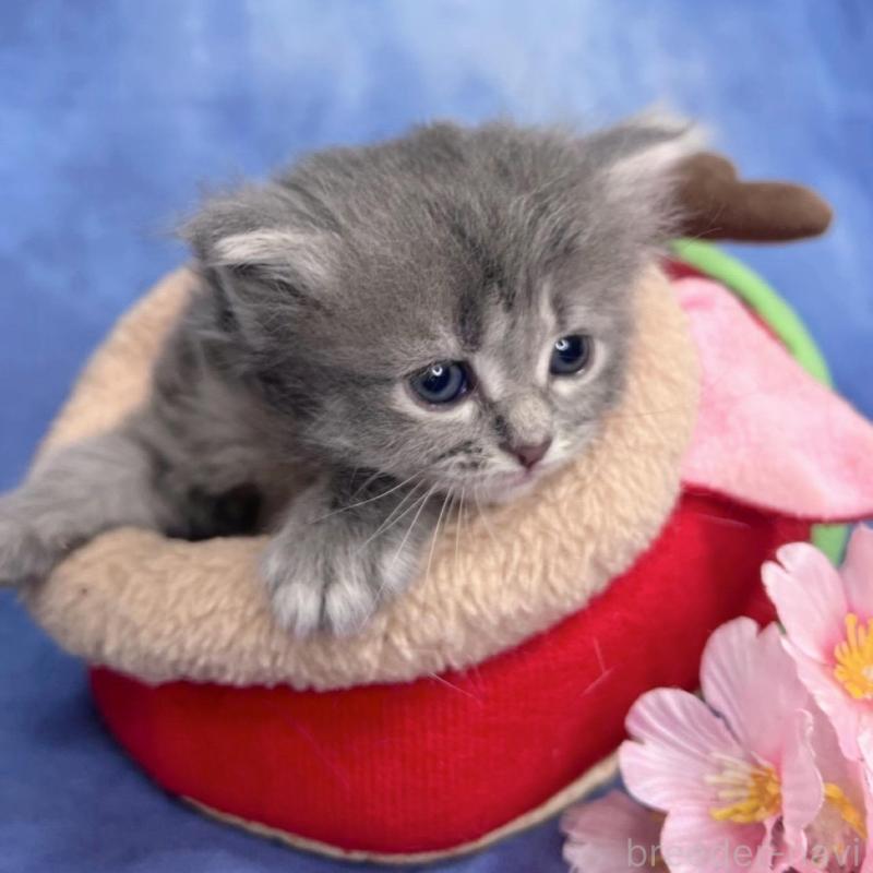 販売中の千葉県のミヌエット-137943の7枚目