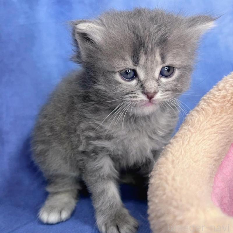 販売中の千葉県のミヌエット-137943