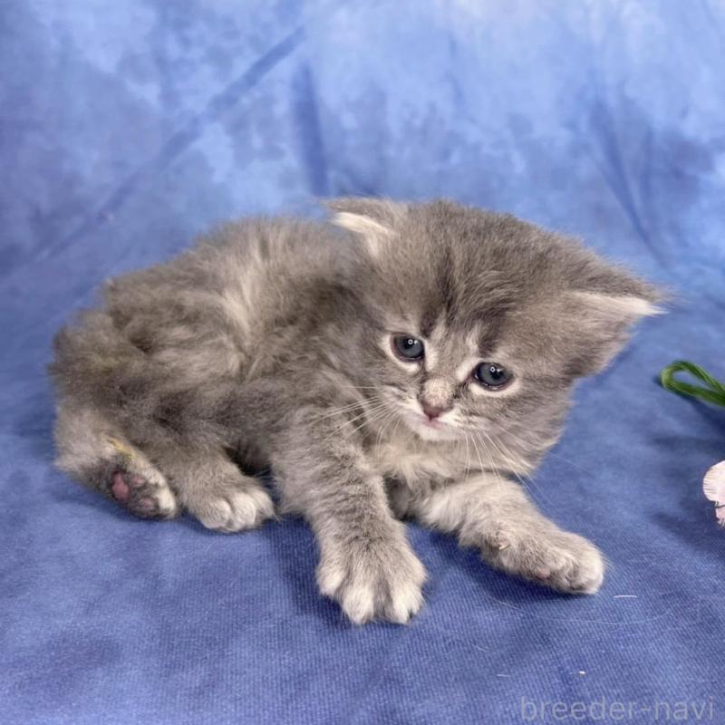 販売中の千葉県のミヌエット-137943の6枚目