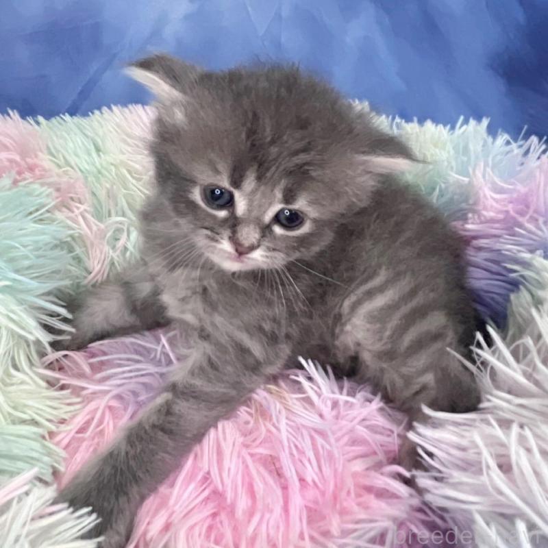 販売中の千葉県のミヌエット-137943の5枚目