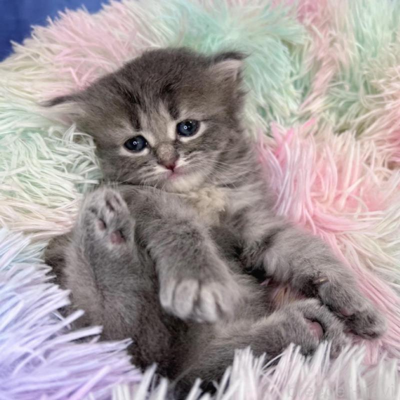 販売中の千葉県のミヌエット-137943の4枚目