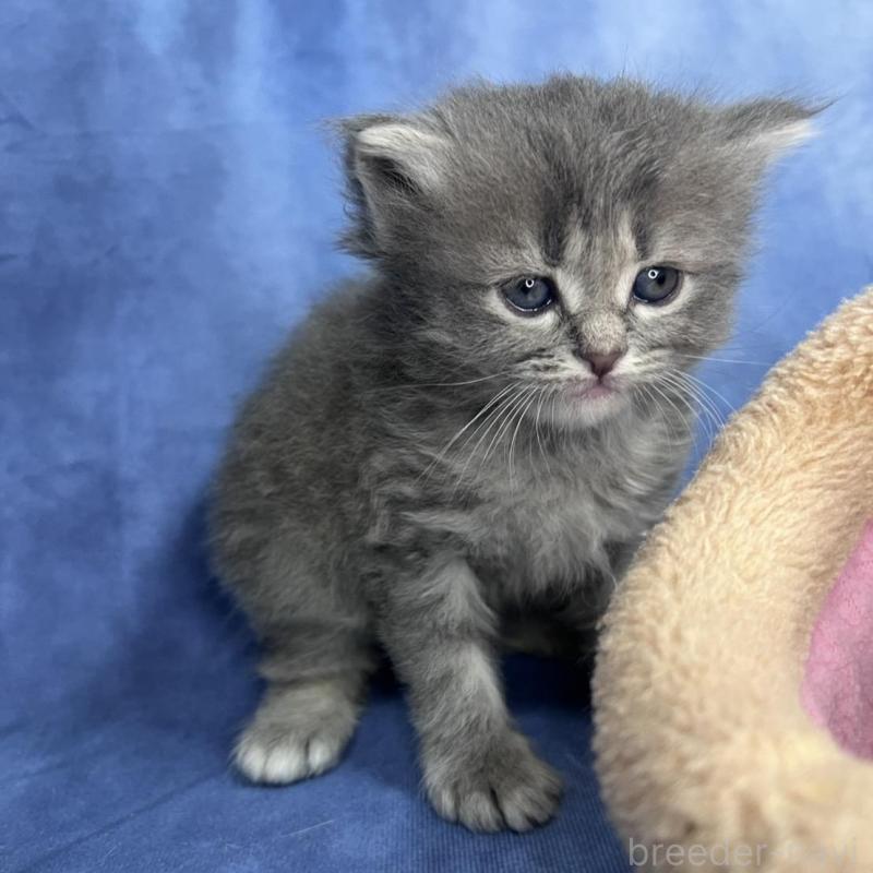 販売中の千葉県のミヌエット-137943の3枚目