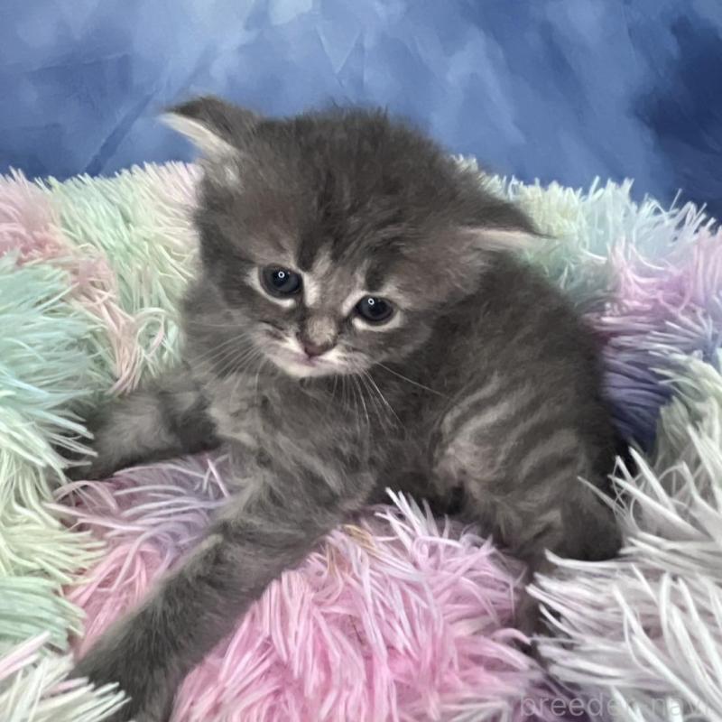 販売中の千葉県のミヌエット-137943の2枚目