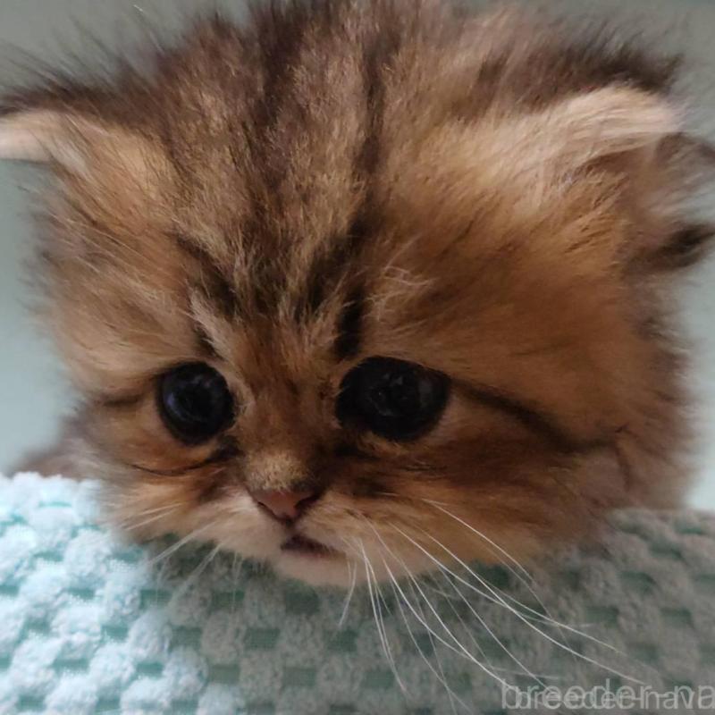 販売中の愛知県のペルシャ(チンチラ)-137944の7枚目