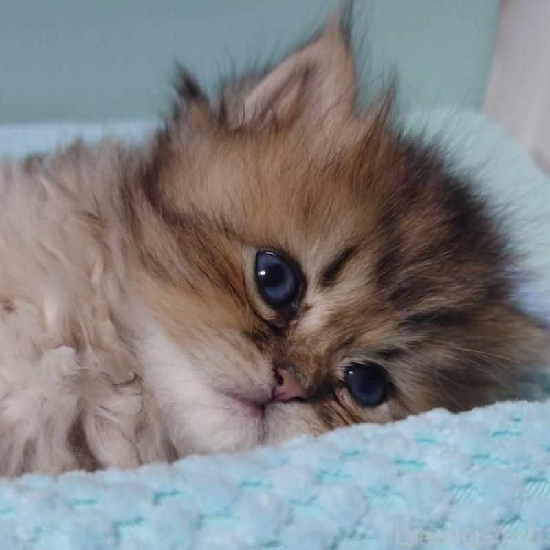 販売中の愛知県のペルシャ(チンチラ)-137944の6枚目