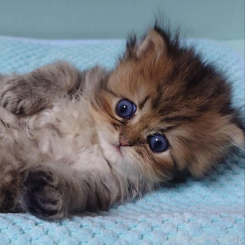 販売中の愛知県のペルシャ(チンチラ)-137944の5枚目