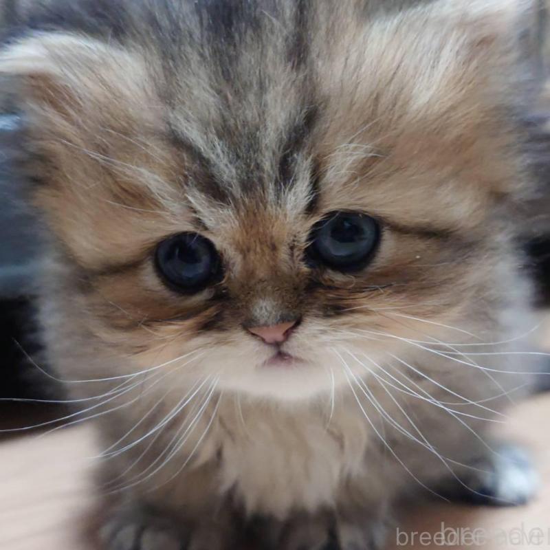 販売中の愛知県のペルシャ(チンチラ)-137944の1枚目