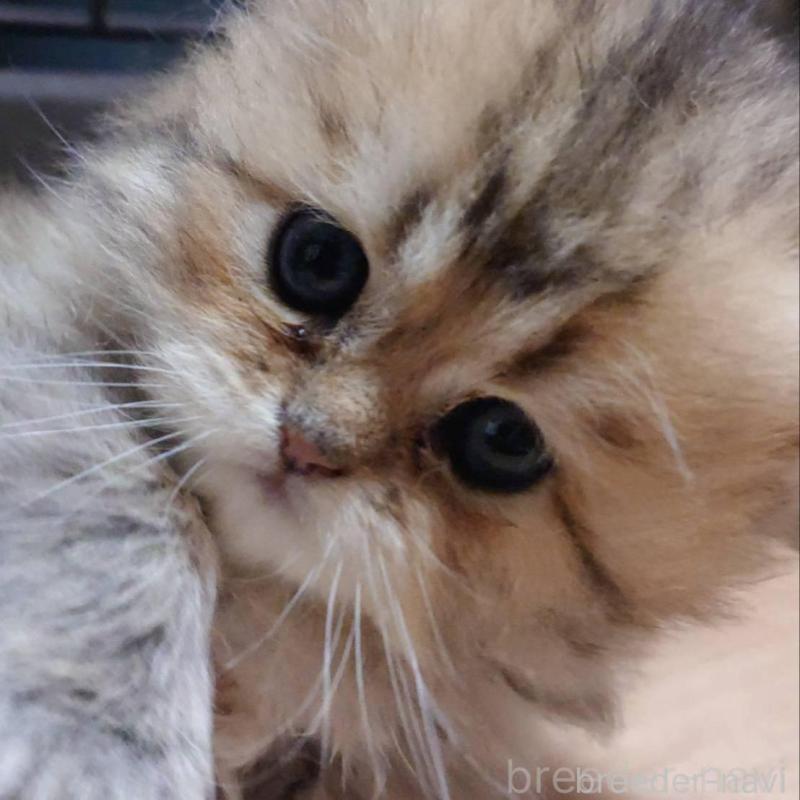 販売中の愛知県のペルシャ(チンチラ)-137944の3枚目