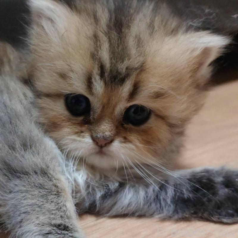 販売中の愛知県のペルシャ(チンチラ)-137944の2枚目