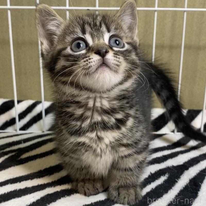 販売中の徳島県のミヌエット(短足)-137945の6枚目