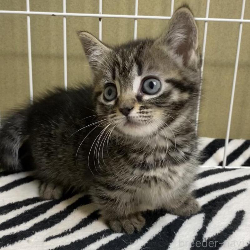 販売中の徳島県のミヌエット(短足)-137945の5枚目