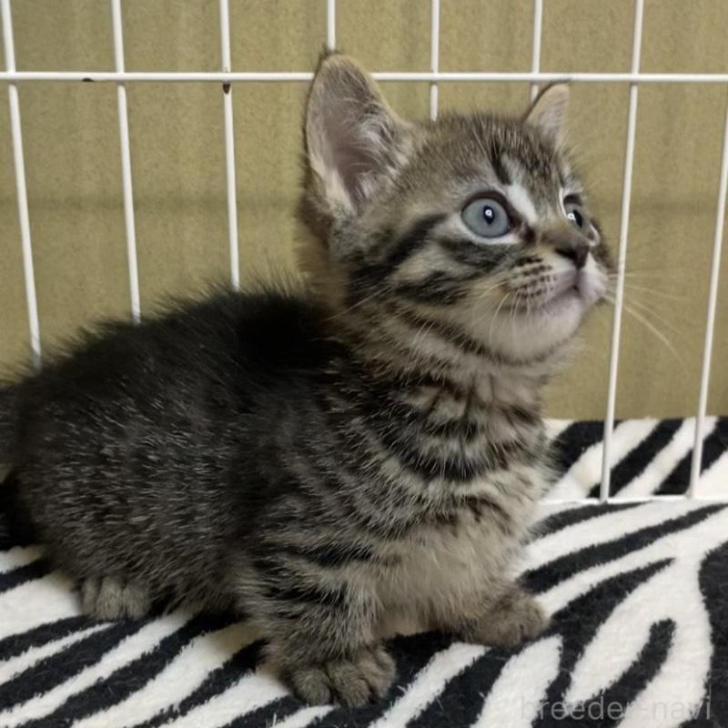 販売中の徳島県のミヌエット(短足)-137945の4枚目