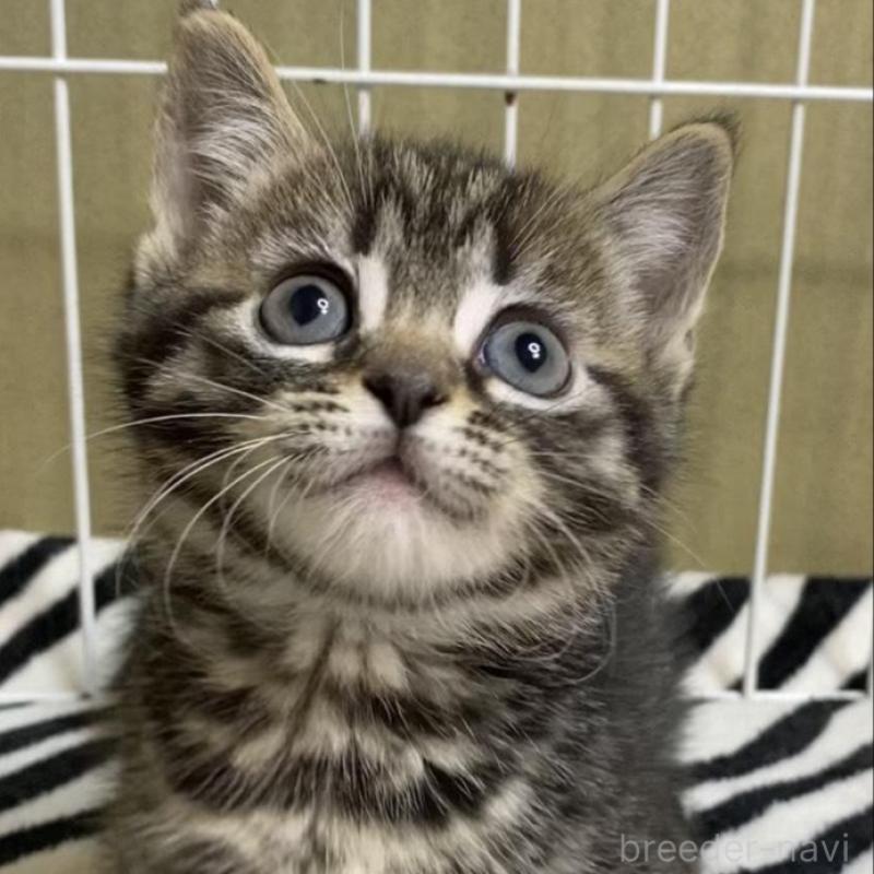 販売中の徳島県のミヌエット(短足)-137945の1枚目