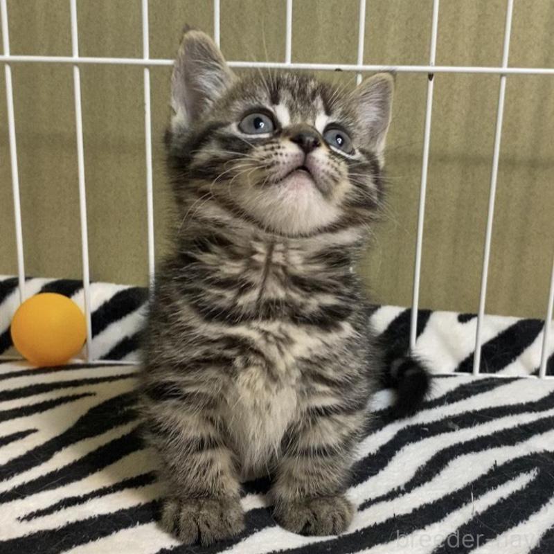 販売中の徳島県のミヌエット(短足)-137945の3枚目