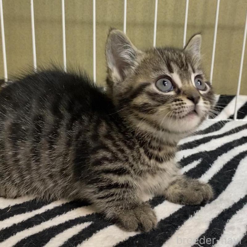 販売中の徳島県のミヌエット(短足)-137945の2枚目