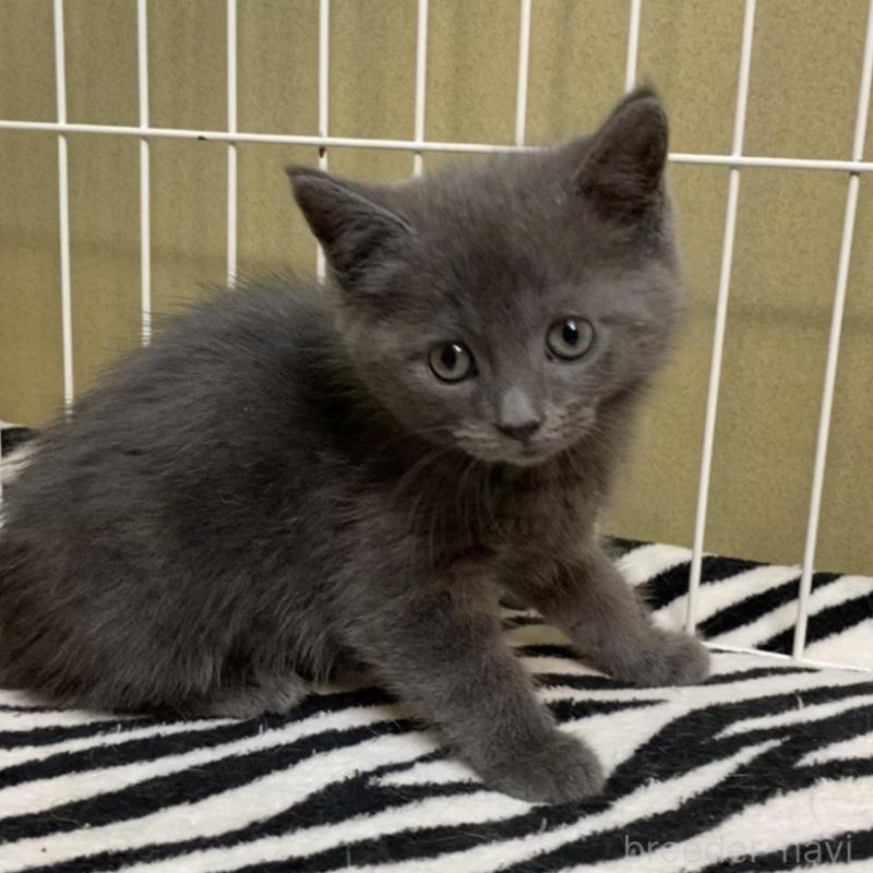 販売中の徳島県のミヌエット-137946の8枚目