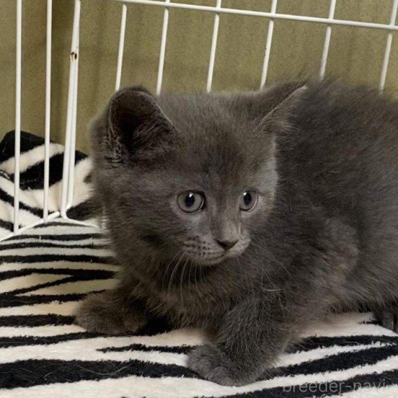 販売中の徳島県のミヌエット-137946の7枚目