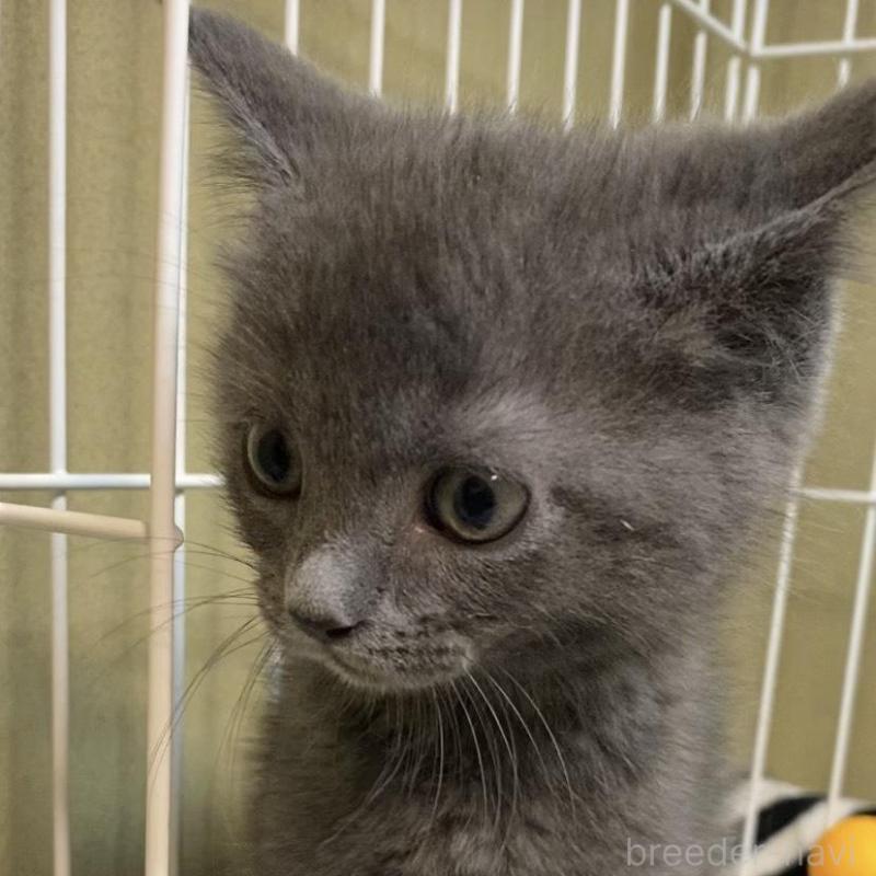 販売中の徳島県のミヌエット-137946の6枚目