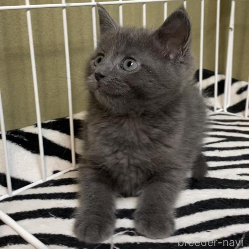 販売中の徳島県のミヌエット-137946の5枚目