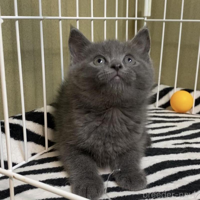 販売中の徳島県のミヌエット-137946の4枚目