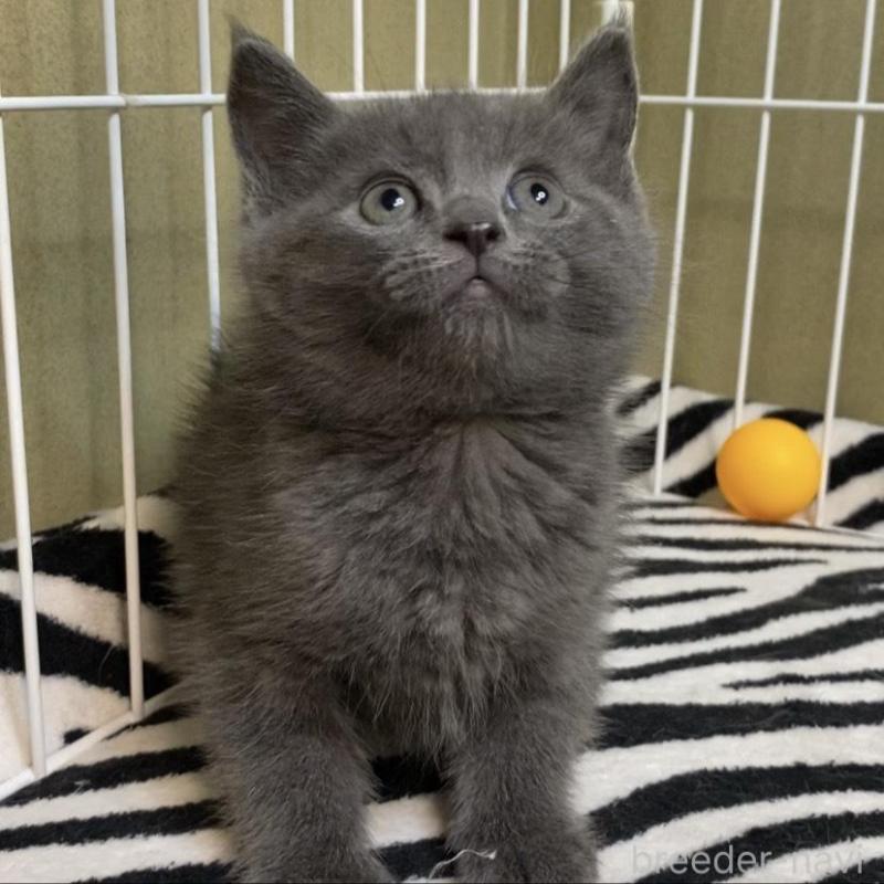 販売中の徳島県のミヌエット-137946の3枚目