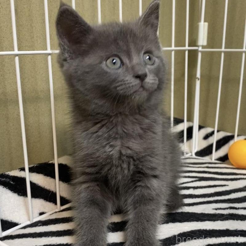 販売中の徳島県のミヌエット-137946