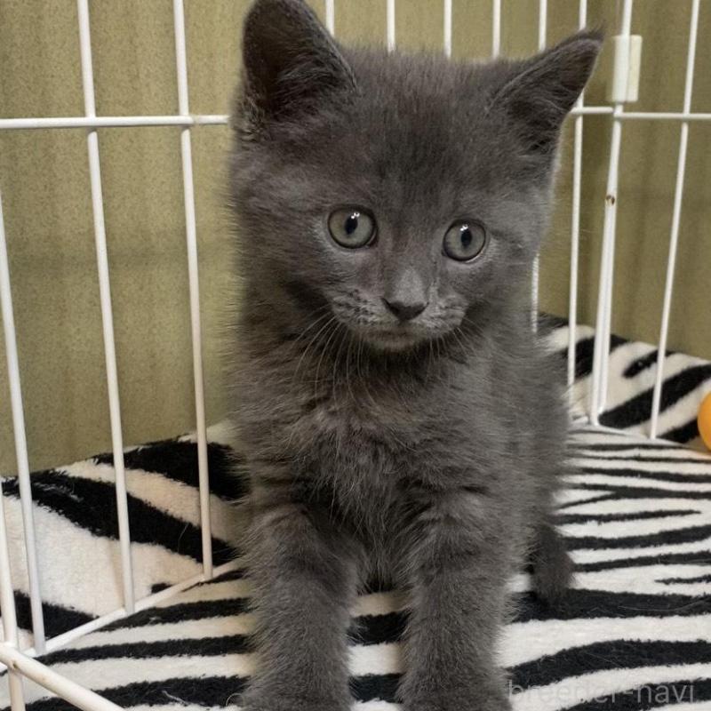 販売中の徳島県のミヌエット-137946の2枚目