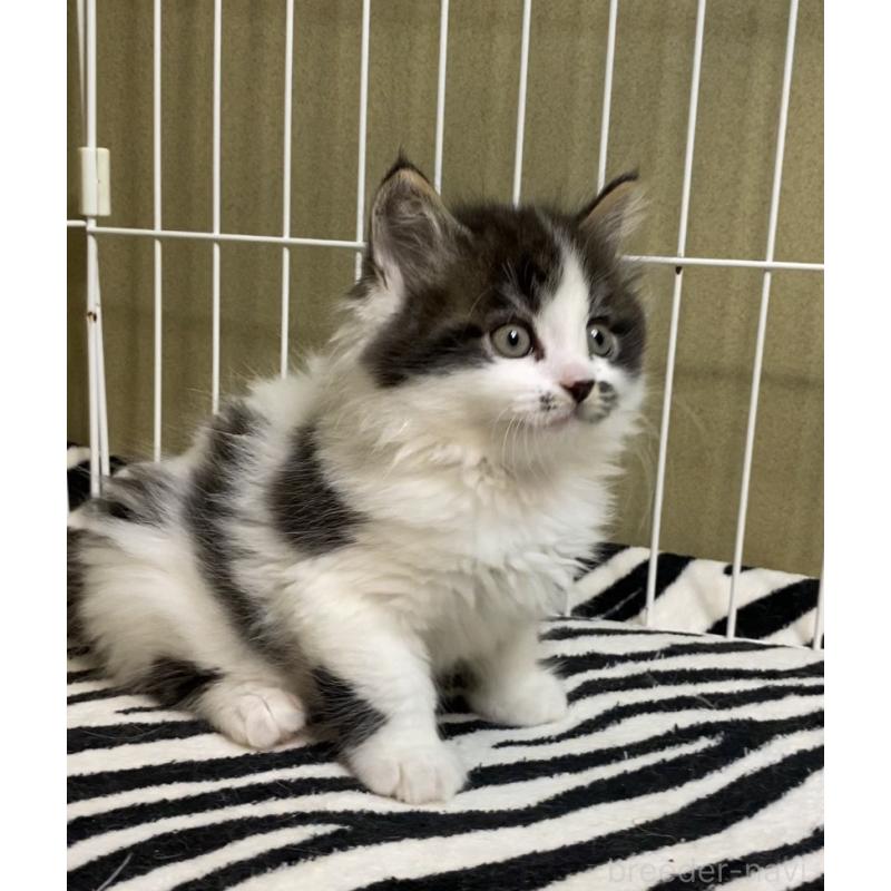 販売中の徳島県のミヌエット-137947の8枚目